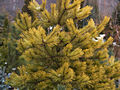 Pinus sylvestris Aurea IMG_4762 Sosna pospolita